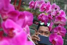 Kampung Anggrek Lereng Gunung Kelud