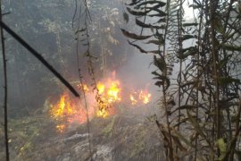 Kebakaran Lahan Rohil disinyalir Untuk Perkebunan Sawit