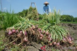 HARGA BAWANG MERAH ANJLOK Page 1 Small