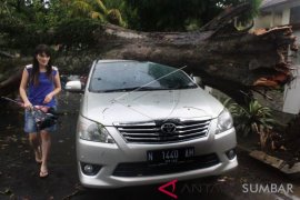 POHON TUMBANG TIMPA MOBIL Page 1 Small