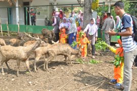 KPH Parengan Tuban Libatkan Masyarakat Beternak Rusa