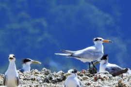 BKSDA-BirdLife tandai burung dara laut