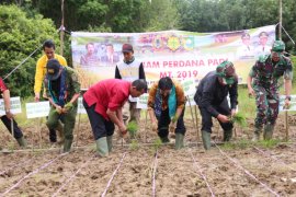 Bupati-Dirjen PSP panen padi sistem gogo rancah