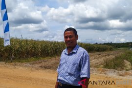 Pengelola reklamasi Bukit Layang tunda panen jagung
