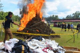 POLRI BAKAR RATUSAN KILOGRAM GANJA Page 1 Small