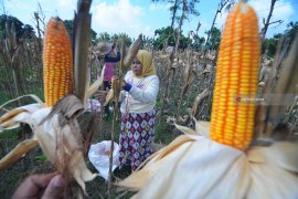 Harga Jagung Turun