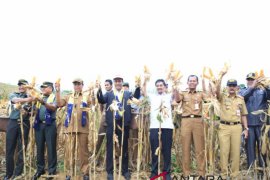 Minister of Agriculture harvests corn in Tajau Pecah Village