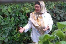 LIPI Kembangkan Begonia Dan Melahirkan "Begonia Lovely Jo"