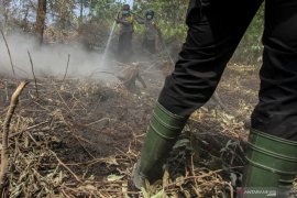 Kebakaran Lahan Gambut di Riau Terus Membara Page 2 Small