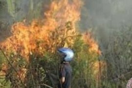 Forest fires gut 1,136 hectares of area in Riau