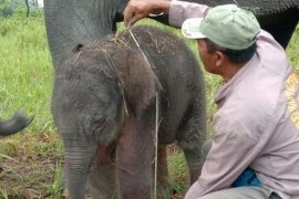 Bayi gajah kembali lahir di Taman Nasional Way Kambas