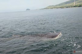 Sekumpulan hiu bermunculan di pesisir Pantai Peninsula