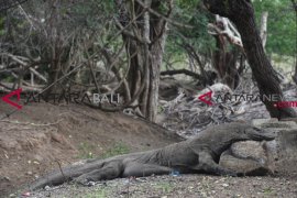 Populasi komodo masih stabil