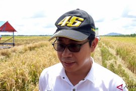 Sambas masih menjadi prioritas program budidaya padi
