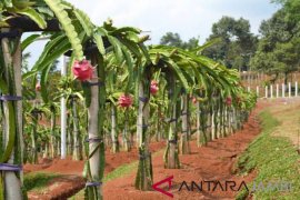 Buah naga Indonesia akan masuki pasar Tiongkok
