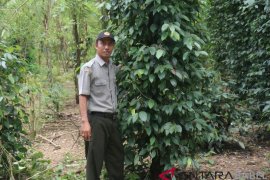 BPTP dorong petani lada gunakan tajar hidup