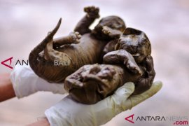 WWF hargai vonis penjara pembunuh harimau Sumatera