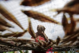 Nelayan depik danau Laut Tawar