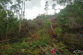 Aksi penebangan hutan di Nagan Raya semakin tak terkendali