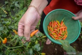 Harga "rica" di Manado Rp100 ribu/kg, Disperindag lakukan permintaan ke Gorontalo