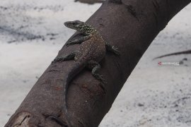 Senat minta Kapolri usut jaringan penyelundup bayi Komodo