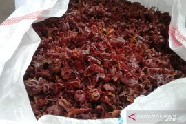 Harga hasil perkebunan bertahan kecuali fuli