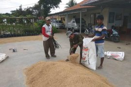 Kelompok tani di Lebak pasok beras lokal ke Jakarta