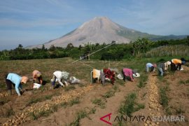 PANEN KENTANG DI SINABUNG Page 1 Small