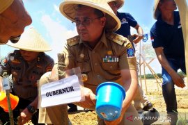 Pemprov Babel kembangkan tanaman sorgum bantu penderita autis