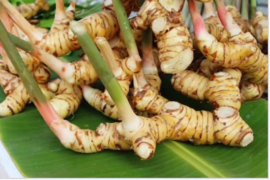 BRIN paparkan potensi dan manfaat lengkuas sebagai bahan baku obat