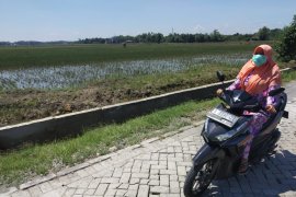 Sebagian Petani di Trucuk Bojonegoro Tidak Ikut AUTP