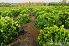 BPTP dorong petani gunakan inovasi teknologi lada perdu
