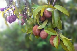 Manfaat buah sawo yang jarang diketahui
