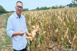 Balittra dorong lahirnya petani milenial "sulap" lahan rawa jadi produktif