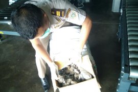 Karantina Padang amankan 11,7 kilogram sarang burung sriti tak bersertifikat