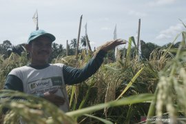 Padi raksasa PIM 1 sukses dikembangkan petani HST