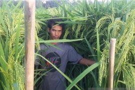 PIM 1 giant rice successfully developed by HST farmer
