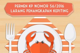Permen KP Nomor 56/2016 Larang Penangkapan Kepiting