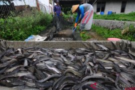 DKP Mukomuko bantu pengembangan ikan lele mutiara