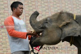 Way Kambas Miliki 16 Ekor Anak Gajah Jinak