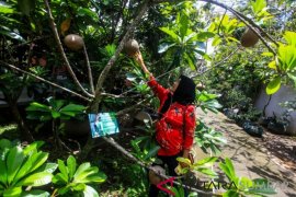 KEBUN BUAH LANGKA SEDAYU Page 1 Small