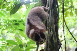 Security officers rescue endangered animal in West Sumatra