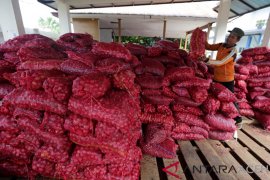 Hibah Bawang Merah Sitaan