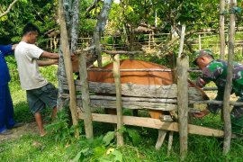 Satgas TMMD berikan vitamin sapi program inseminasi buatan