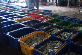 Pasokan Ikan di Tempat Pelelangan Ikan Gudang Lelang Cenderung Turun