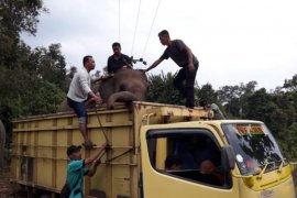 Hindari konflik, delapan gajah di hutan konservasi Lahat terpaksa dievakuasi