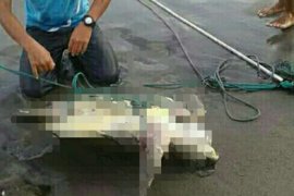 Pokmaswas di Minahasa Tenggara selamatkan seekor Penyu Sisik