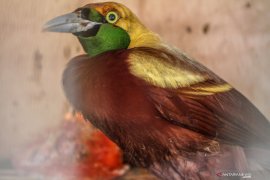 Gakkum KLHK buru dalang penyelundup satwa dilindungi tujuan Malaysia