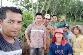 Iwang, penggagas padi organik di Tanah Bumbu.