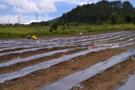 Harga merangkak naik, petani Sipirok mulai giat budidaya cabai merah